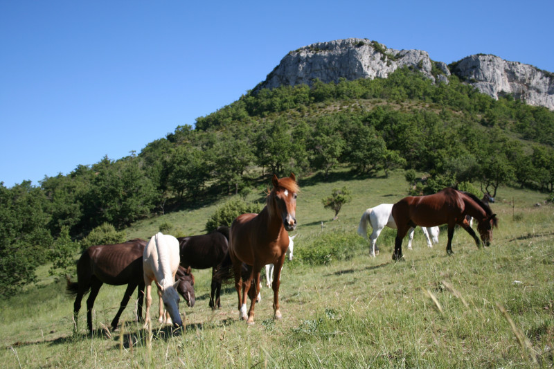chevaux_eyrole_3_juin_2009_sandra_11.jpg