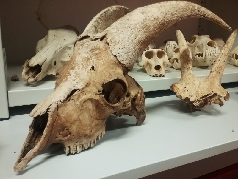 Journées européennes du Patrimoine - Visite des réserves archéologiques_Orgnac-l'Aven