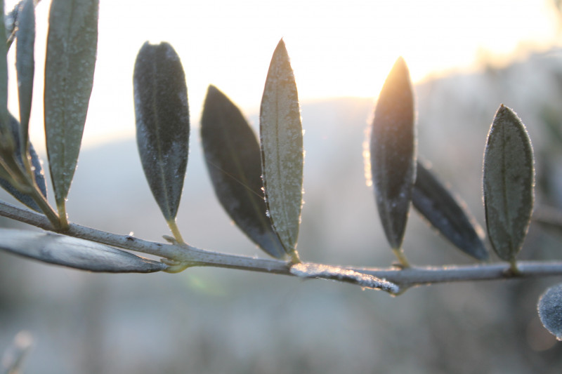 L'hiver en Provence Occitane