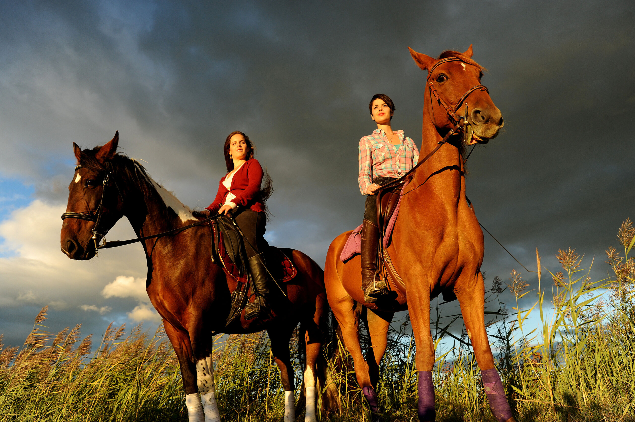 Cheval en Provence Occitane