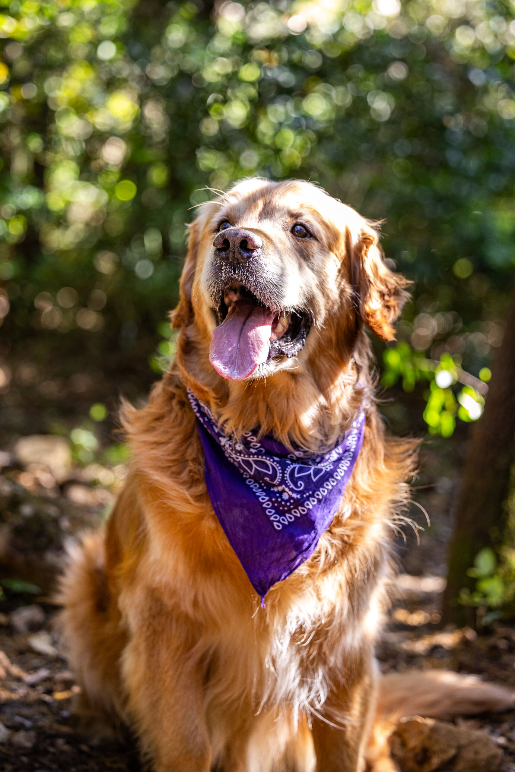 Hébergements avec mon chien en Provence Occitane