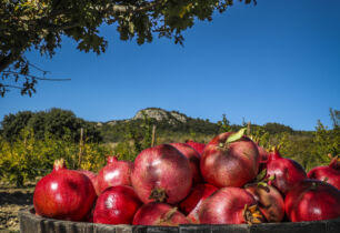 Patrimoine culinaire en Provence Occitane