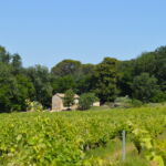 Mas entouré de vigne