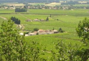 Domaine viticole entouré de ses vignes