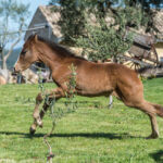 Chevaux au Domaine de Gressac