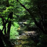 Ruisseau dans la Forêt domaniale