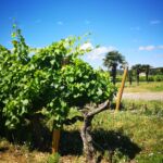 Domaine de Belle Feuille