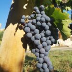Domaine de Belle Feuille