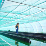 Photo du bassin de spiruline Manjolive