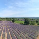 Grand champs de lavande autour du Mas de Linde