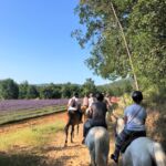 La Ballade du Val de Cèze - champ de lavande