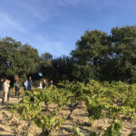 Le vignoble dans le cadre d'une visite guidée