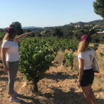 Le vignoble avec belle vue dégagée