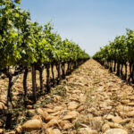 Le vignoble