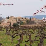 Vignes environnantes