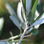 journée de l'olivier Saint Paulet de Caisson