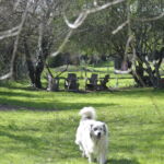 Grand jardin avec table et chaises et jeux pour enfants