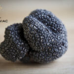 Une truffe récoltée par la Maison Garniac