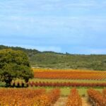 Entre sables et lauzes