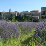 Champs de lavandes autour de ontclus