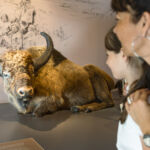 salle animaux
