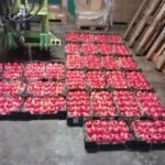 Caisses de grenades