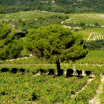 Randonnée "De Vigne en Garrigue"