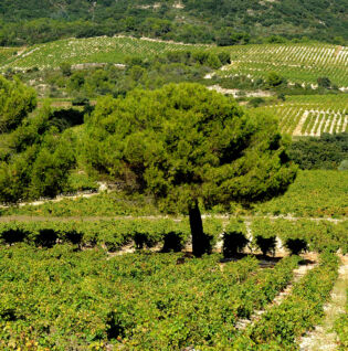 Randonnée "De Vigne en Garrigue"
