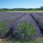Champ de Lavande devant le S'Armand