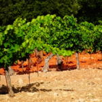ceps de vigne au domaine Challias