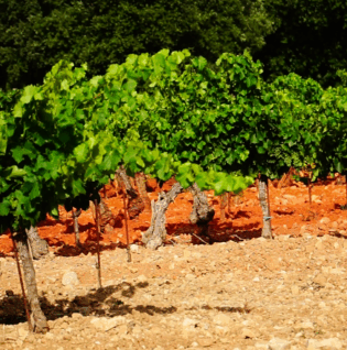 ceps de vigne au domaine Challias