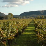 Vignes