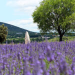 Champ de lavande