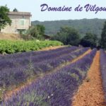 Champs de lavandin en carte postale