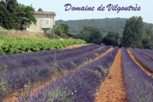 Champs de lavandin en carte postale