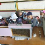Animation dans les écoles sur les ruches, le travail des abeilles par les ruches Amielh