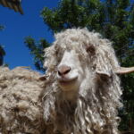 Parc animalier à Lussas