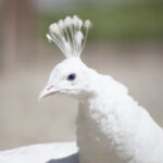 Paons blancs au Parc animalier de Lussas