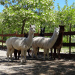 Parc animalier à Lussas