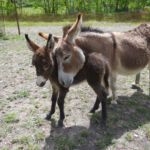 Parc animalier à Lussas
