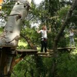 Dans les arbres