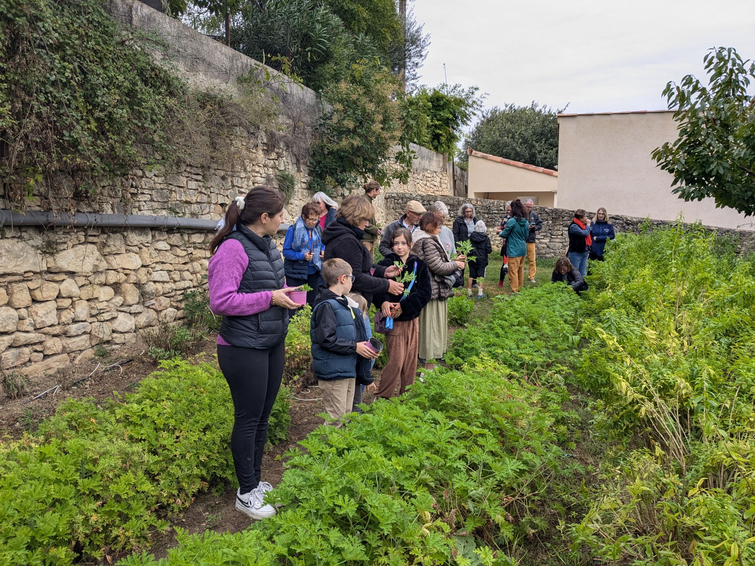 Visite du champ à tisane chez Fleur d'ArTisane