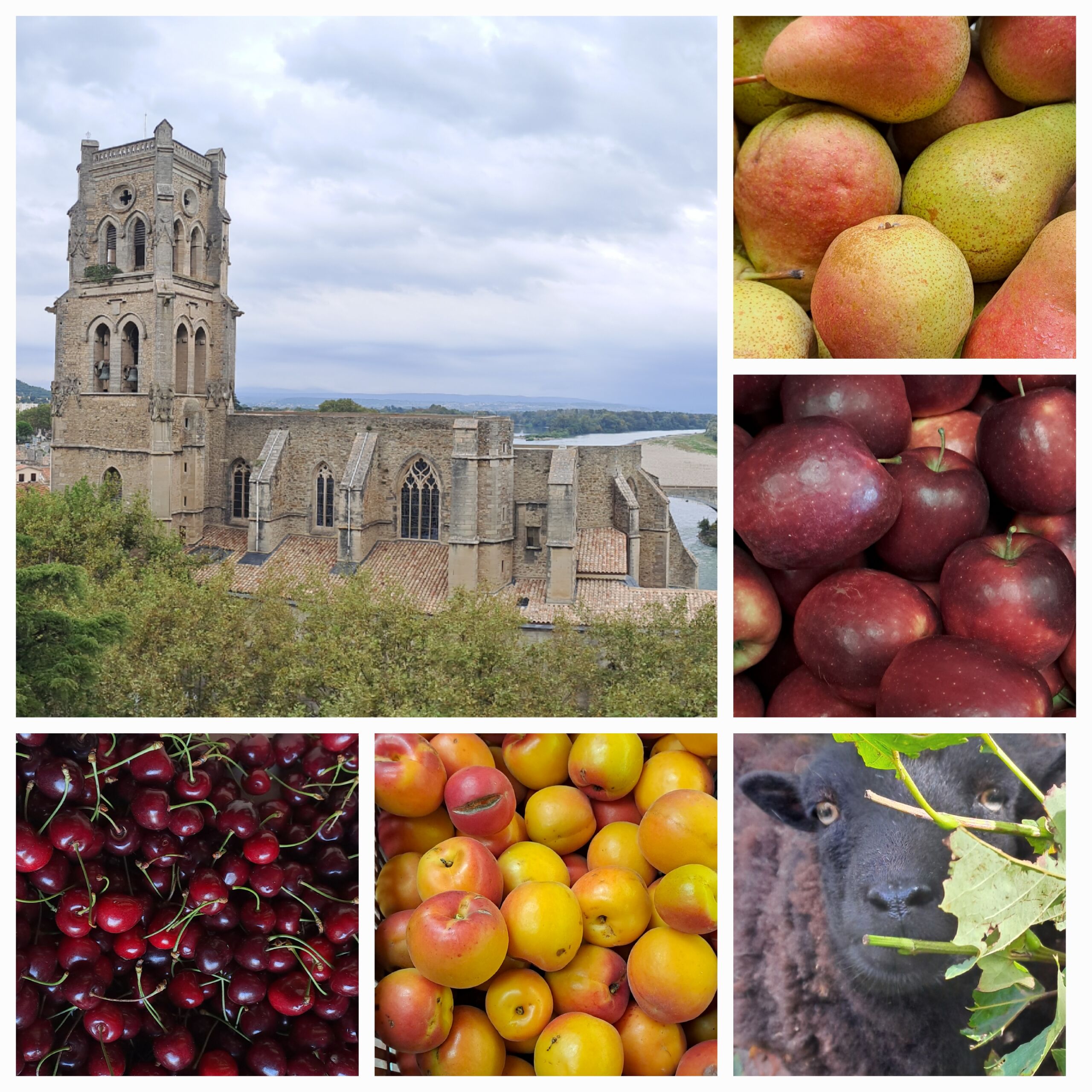 Producteurs de fruits en Provence Occitane dans le Gard