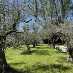 Jardin et terrain de pétanque