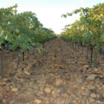 Les vignes du domaine avec des grappes de raisin et des galets roulés aux pieds