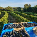 Vendanges au Château de Trinquevedel