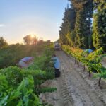 Vendanges au lever du soleil