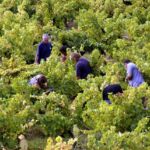 Les vendanges