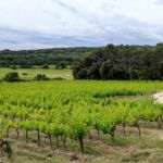 Vignobles des Vins Chantepierre - Les Deux Pins