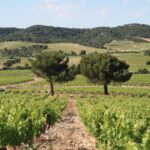 Vignobles des Vins Chantepierre - Les Deux Pins